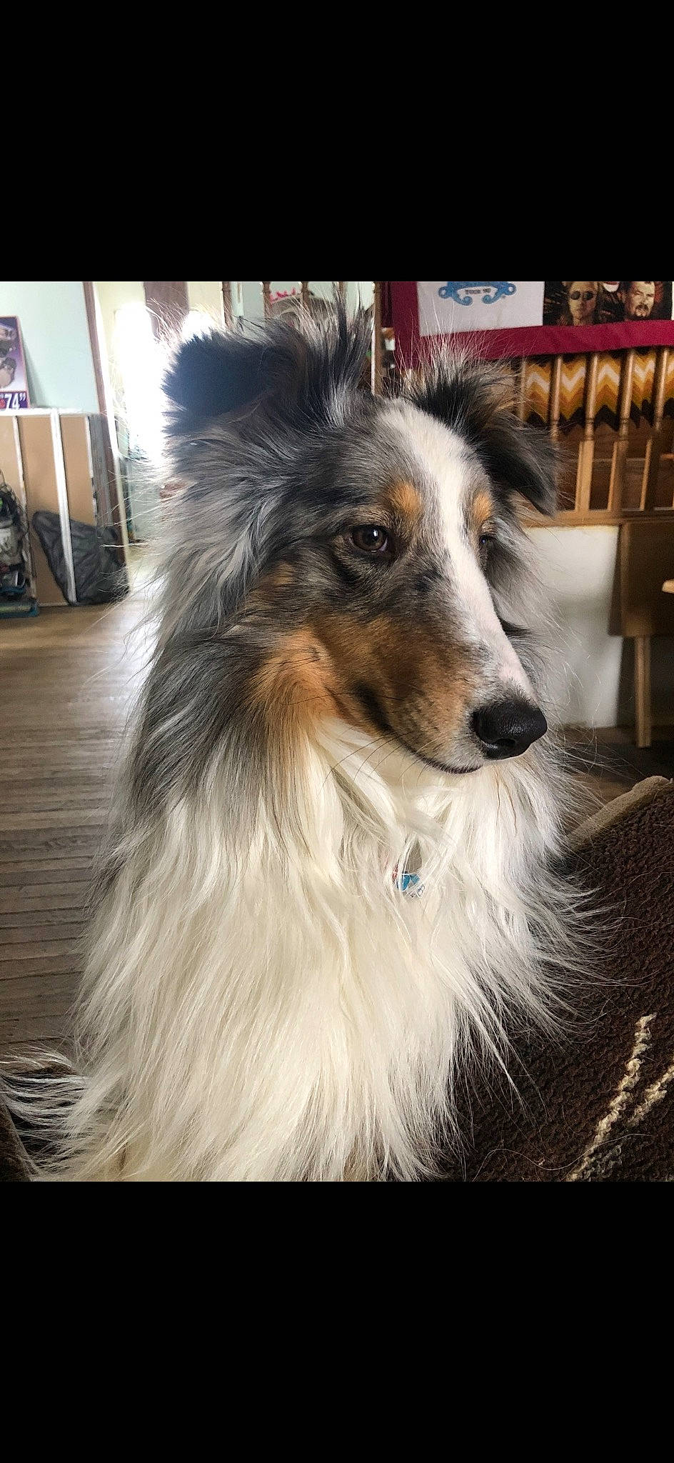 Bandit joined the competition — help win amazing prizes! bookcase, carnivore, collie, companion_dog, dog, dog_breed, fur, herding_dog, plant, rough_collie, shelf, shetland_sheepdog, terrestrial_animal, working_animal, working_dog