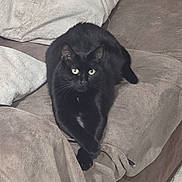 Canaillou a rejoint le concours — aidez-le/la à gagner de superbes lots ! black_cat, blanket, cat, couch, cozy, domestic_animal, fur, furniture, green_eyes, home, indoor, lounging, paws, pet, pillow, portrait, relaxed, sleepy, sofa, whiskers