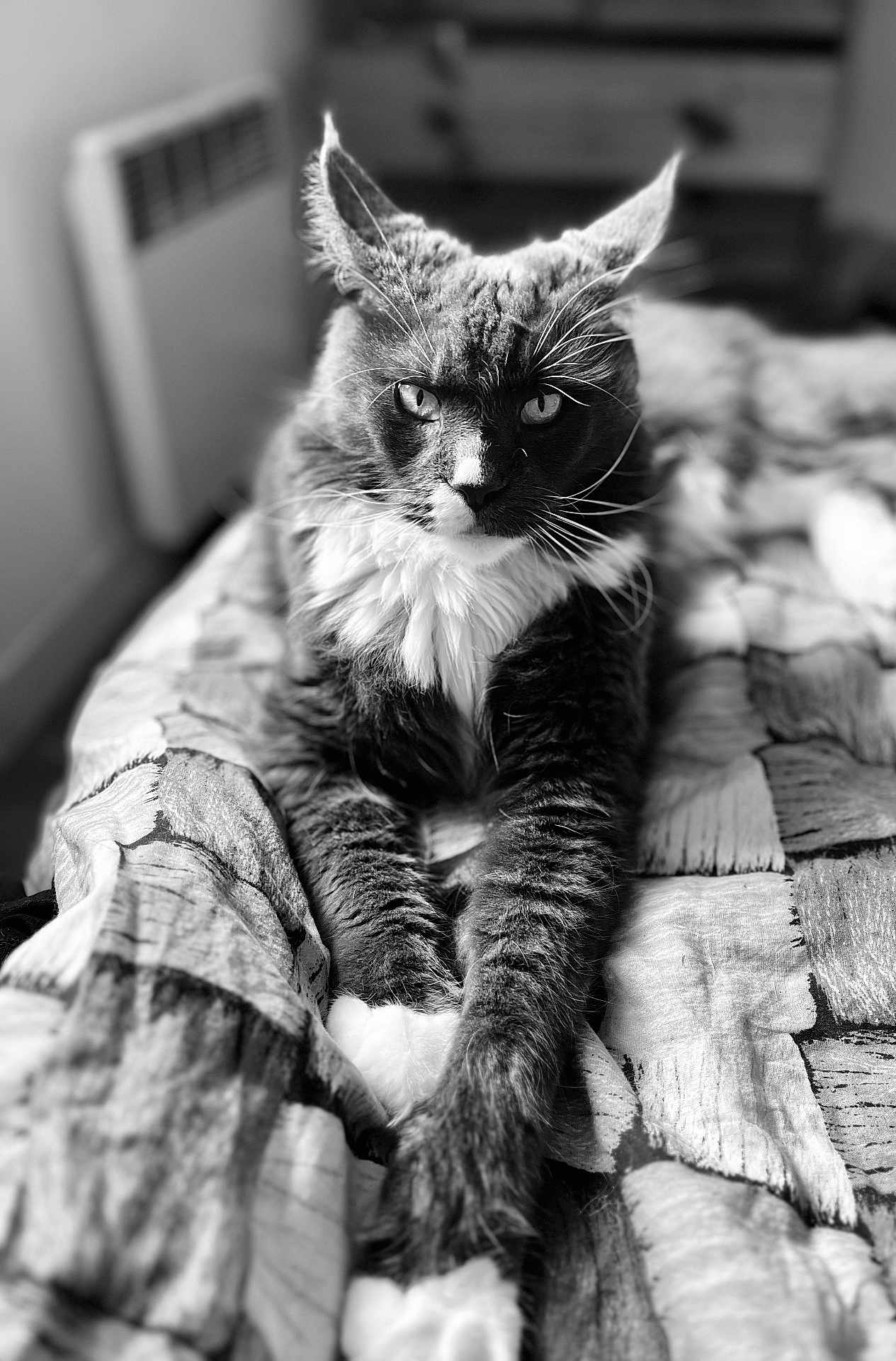 Titi