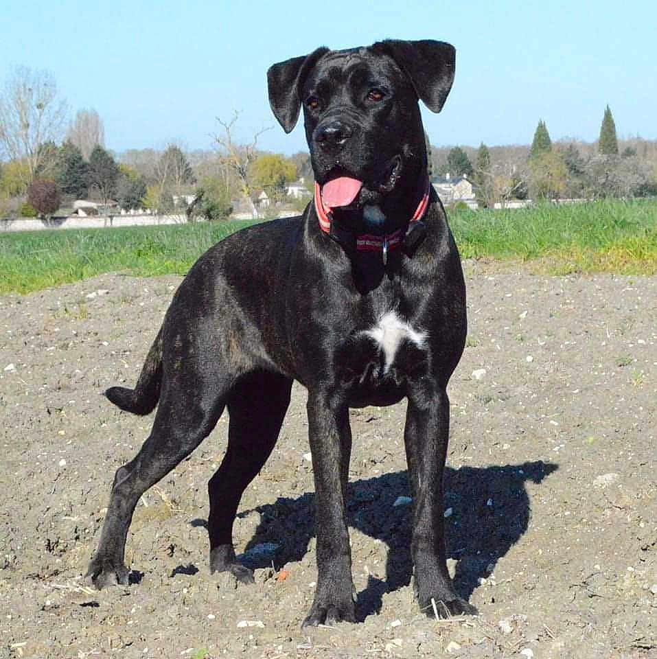 Tempête a rejoint le concours — aidez-le/la à gagner de superbes lots ! dog, black_dog, animal, pet, outdoor, field, dirt, grass, sunny, daytime, tongue_out, alert, ears_up, collar, mammal, standing, canine, nature, sky, shadow
