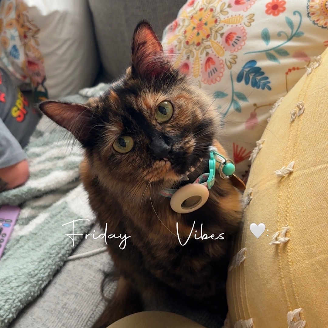 Riri joined the competition — help win amazing prizes! cat, tortoiseshell_cat, couch, pillow, blanket, indoor, pet, fur, collar, home, cozy, looking_up, curious, animal, domestic_animal, text_overlay, soft_texture, yellow_pillow, patterned_pillow, relaxing