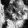 Alioth participe au concours pour gagner de l'argent avec cette photo : animal, black_and_white, cat, close_up, cozy, domestic_cat, eyes, feline, fluffy, fur, indoor, long_hair, macro, nose, paw, pet, portrait, soft_texture, staring, whiskers
