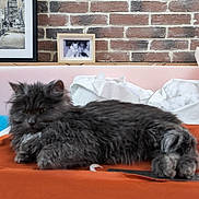 Alioth participe au concours pour gagner de l'argent avec cette photo : animal, brick_wall, cat, cozy, domestic, feline, fluffy, framed_photos, fur, gray_cat, home_decor, indoors, lying_down, orange_blanket, pet, relaxation, resting, soft_texture, table, white_pillow