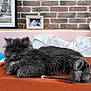 animal, brick_wall, cat, cozy, domestic, feline, fluffy, framed_photos, fur, gray_cat, home_decor, indoors, lying_down, orange_blanket, pet, relaxation, resting, soft_texture, table, white_pillow
