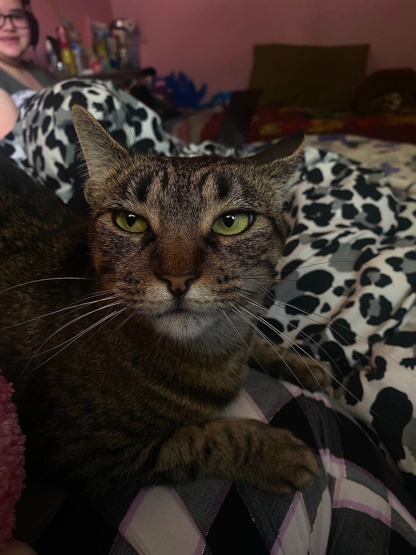 Spirit is registered to the contest to win money with this photo: animal, bed, black_and_white_pattern, blanket, close_up, cozy, domestic_cat, fur, furniture, glasses, green_eyes, indoor, lap, person, pet, plaid_pants, resting, smiling, tabby_cat, whiskers
