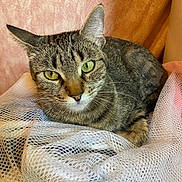 Spirit is registered to the contest to win money with this photo: cat, tabby, green_eyes, pet, feline, close_up, indoor, resting, fur, whiskers, curious, mesh_fabric, texture, pink_background, orange_background, animal, cute, portrait, domestic, relaxed