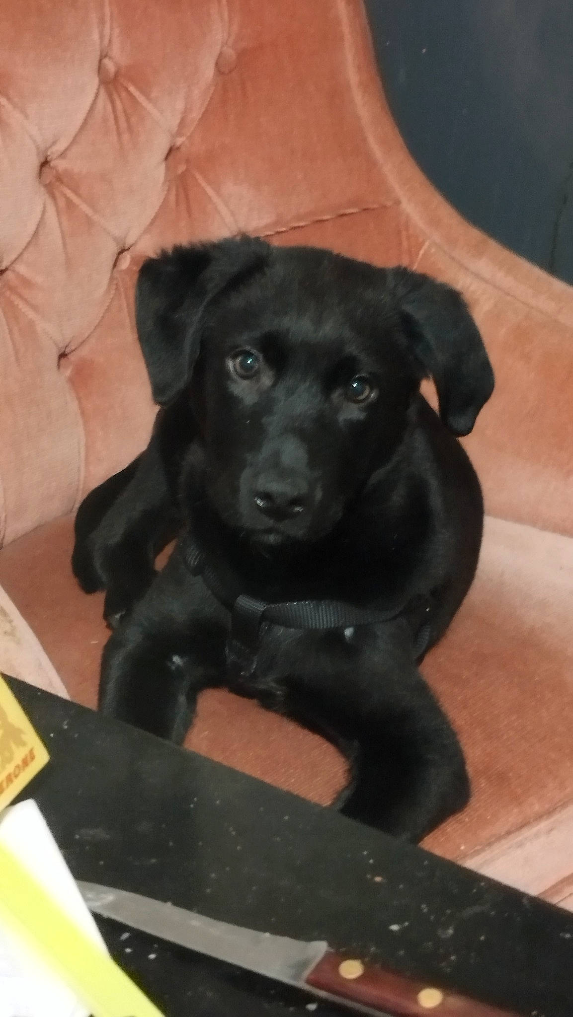 Artémis participe au concours pour gagner de l'argent avec cette photo : borador, carnivore, companion_dog, dog, dog_breed, eye, fawn, fur, guard_dog, gun_dog, head, liver, pet_supply, retriever, snout, sporting_group, tail, terrestrial_animal, whiskers, working_animal