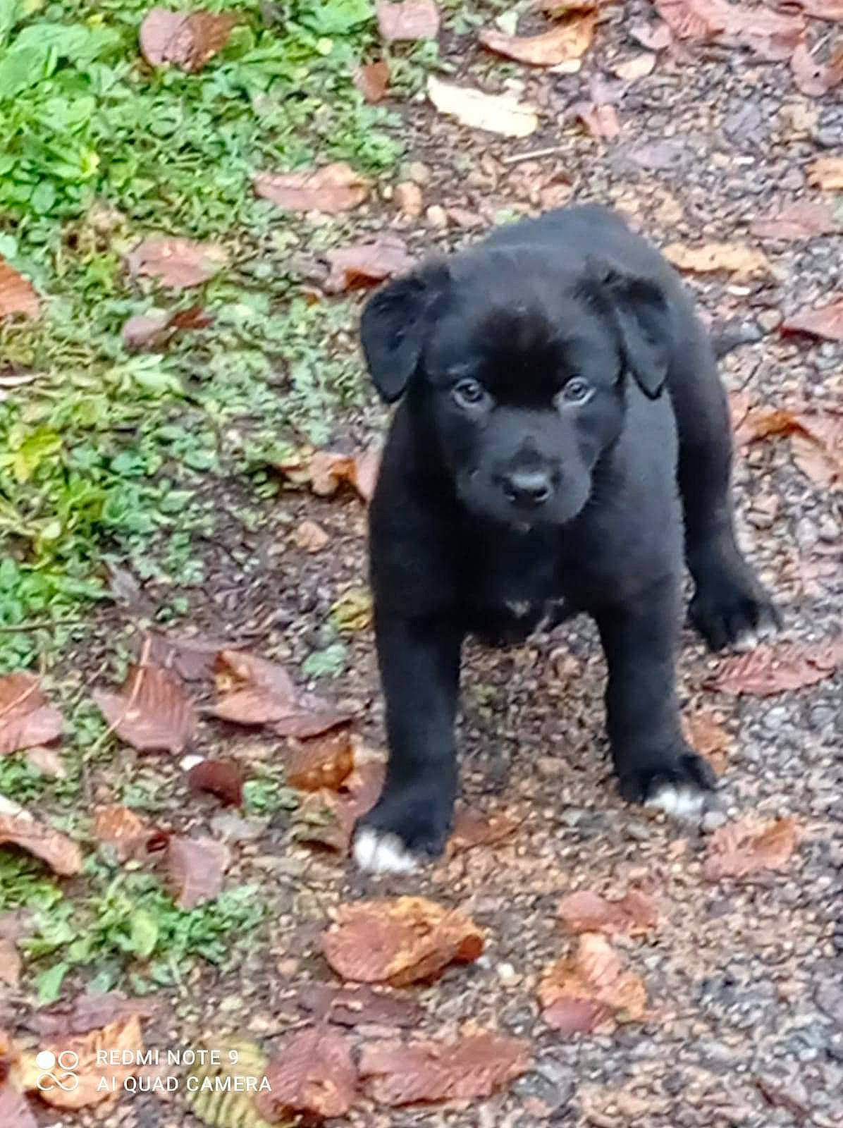 Artémis participe au concours pour gagner de l'argent avec cette photo : borador, canidae, carnivore, companion_dog, dog, dog_breed, fawn, fur, grass, groundcover, liver, non_sporting_group, plant, snout, soil, sporting_group, tail, terrestrial_animal, wildlife, working_animal