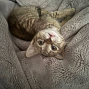 Nala joined the competition — help win amazing prizes! animal, blanket, cat, closeup, cozy, curious, cute, feline, fur, indoor, kitten, lying_down, pet, playful, resting, soft, tabby, texture, whiskers, young