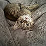 animal, blanket, cat, closeup, cozy, curious, cute, feline, fur, indoor, kitten, lying_down, pet, playful, resting, soft, tabby, texture, whiskers, young