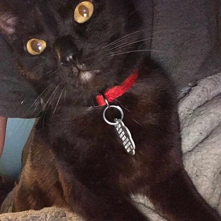 Durby joined the competition — help win amazing prizes! abyssinian, accessories, animal, bird, blackbird, blackcat, cat, collar, egyptiancat, kitten, leash, manx, pet, strap