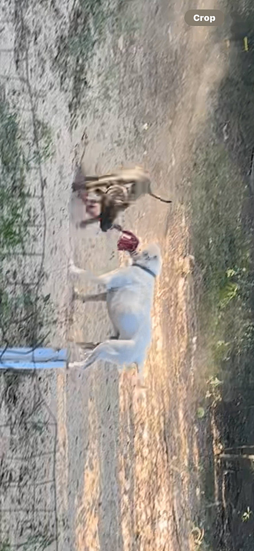 Kani Koa joined the competition — help win amazing prizes! adult, animal, antelope, bull, canine, deer, dog, female, greatdane, horse, hound, male, man, nature, outdoors, person, pet, pointer, policedog, woman