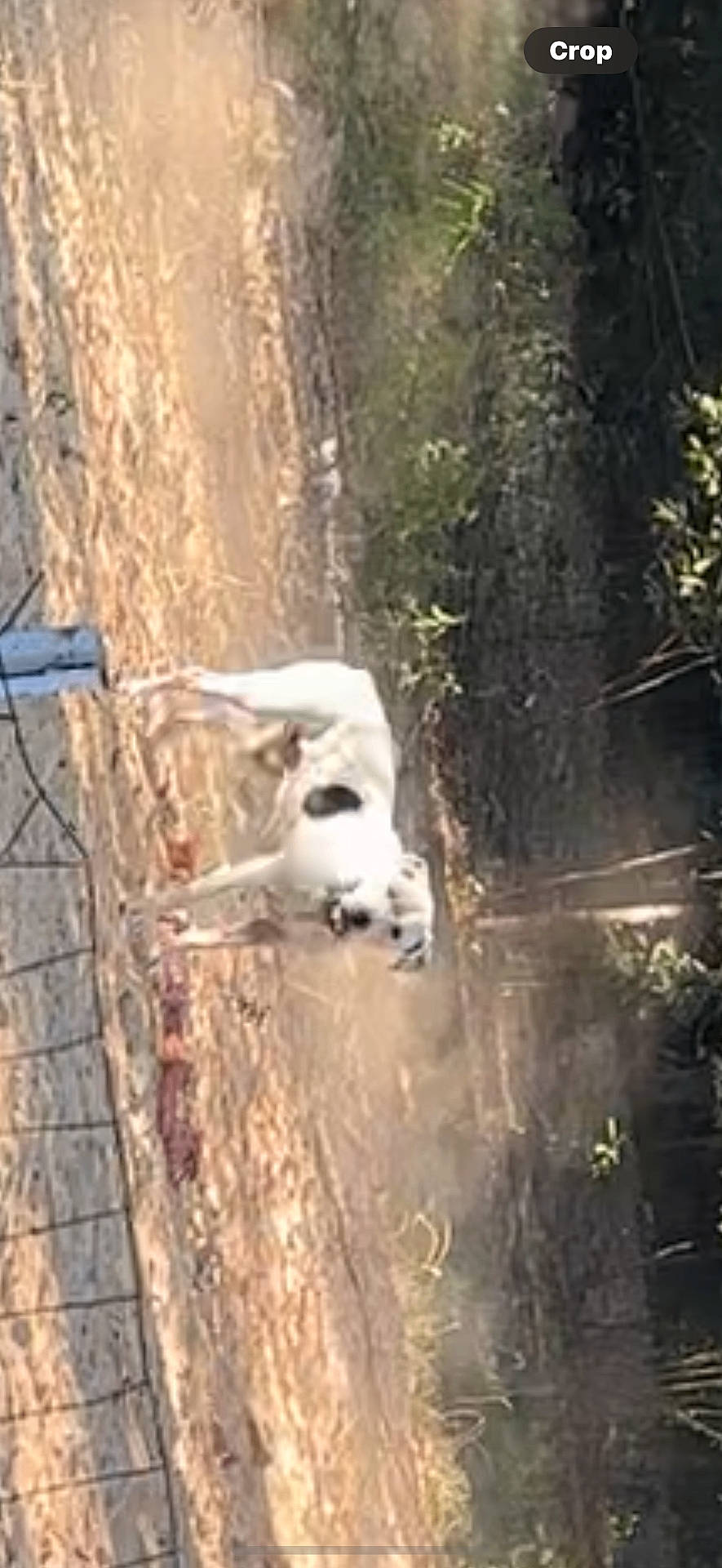 Kani Koa is registered to the contest to win money with this photo: animal, antelope, canine, cat, deer, dog, goat, hound, husky, lion, livestock, llama, outdoors, panther, pet, pointer, policedog, whitedog, wolf, zoo