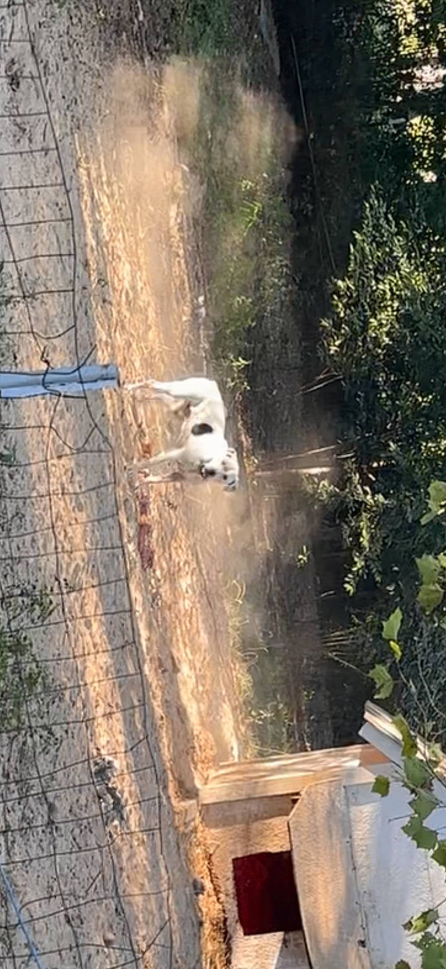 Kani Koa is registered to the contest to win money with this photo: animal, arcticfox, canine, den, dog, doghouse, eskimodog, fox, goat, husky, indoors, kitfox, livestock, nature, outdoors, pet, plant, tree, whitedog, zoo