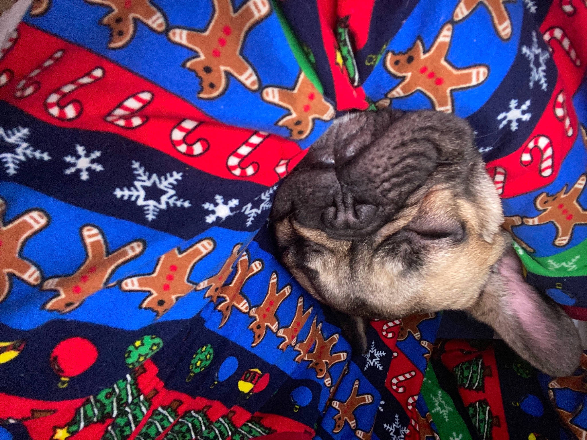 Frankenstein is registered to the contest to win money with this photo: art, artist, electric_blue, event, font, fur, graffiti, graphic_design, illustration, linens, mural, organism, pattern, quilt, t_shirt, tradition, visual_arts, wrinkle