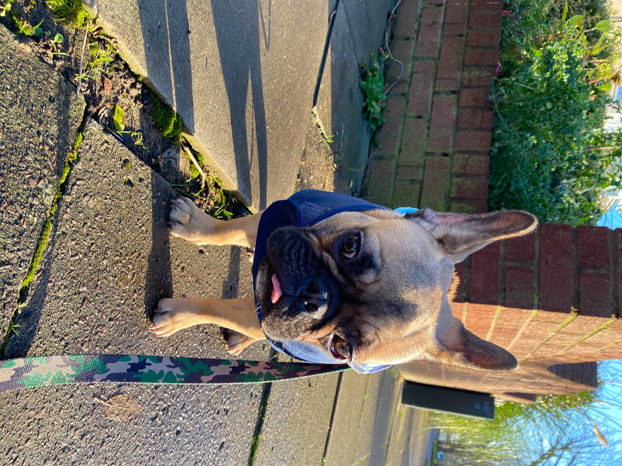 Frankenstein is registered to the contest to win money with this photo: canidae, carnivore, concrete, dog, dog_breed, dog_supply, electric_blue, pet_supply, plant, road_surface, shadow, sporting_group, tail, terrestrial_animal, tree, wood, working_animal