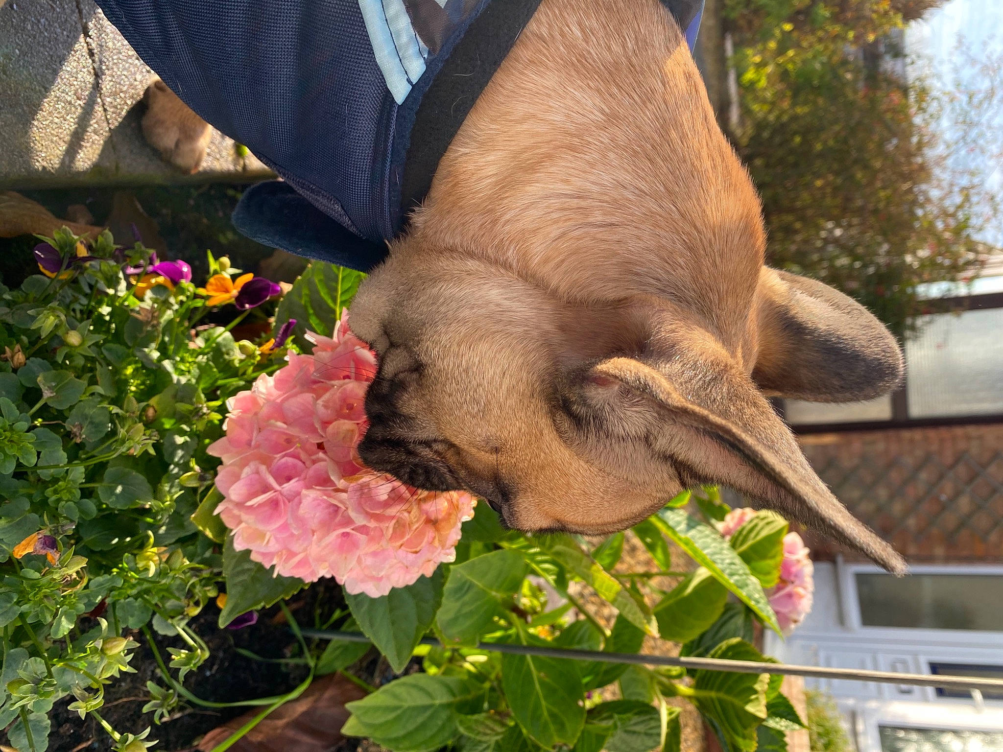 Frankenstein is registered to the contest to win money with this photo: african_elephant, annual_plant, elephant, elephants_and_mammoths, event, fashion_accessory, fawn, flower, flowering_plant, grass, groundcover, indian_elephant, petal, plant, shrub, snout, terrestrial_animal, tree, working_animal, wrinkle