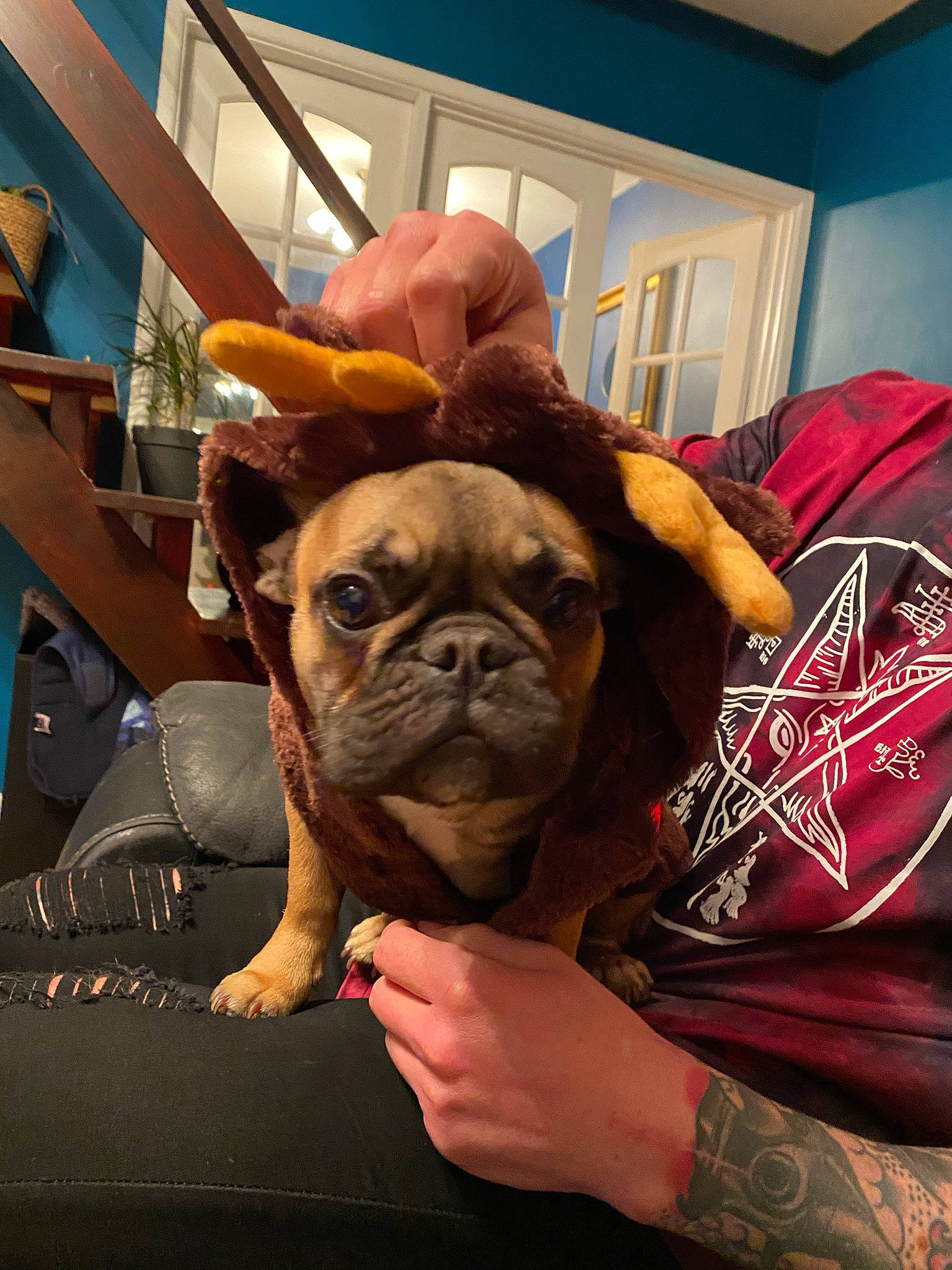 Frankenstein is registered to the contest to win money with this photo: canidae, carnivore, comfort, companion_dog, dog, dog_breed, ear, fawn, flooring, fur, mammal, non_sporting_group, pug, room, snout, sporting_group, toy_dog, whiskers, working_animal, wrinkle