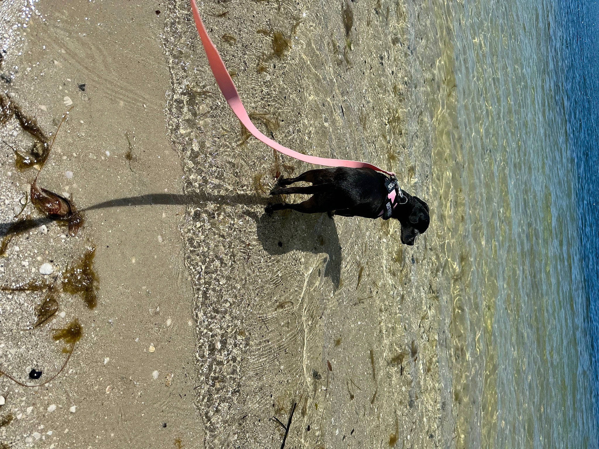 Emmie is registered to the contest to win money with this photo: adventure, asphalt, beach, concrete, fun, lake, landscape, leisure, plant, recreation, road_surface, rock, rock_climbing_equipment, sand, shadow, slope, soil, sport_climbing, tree, water