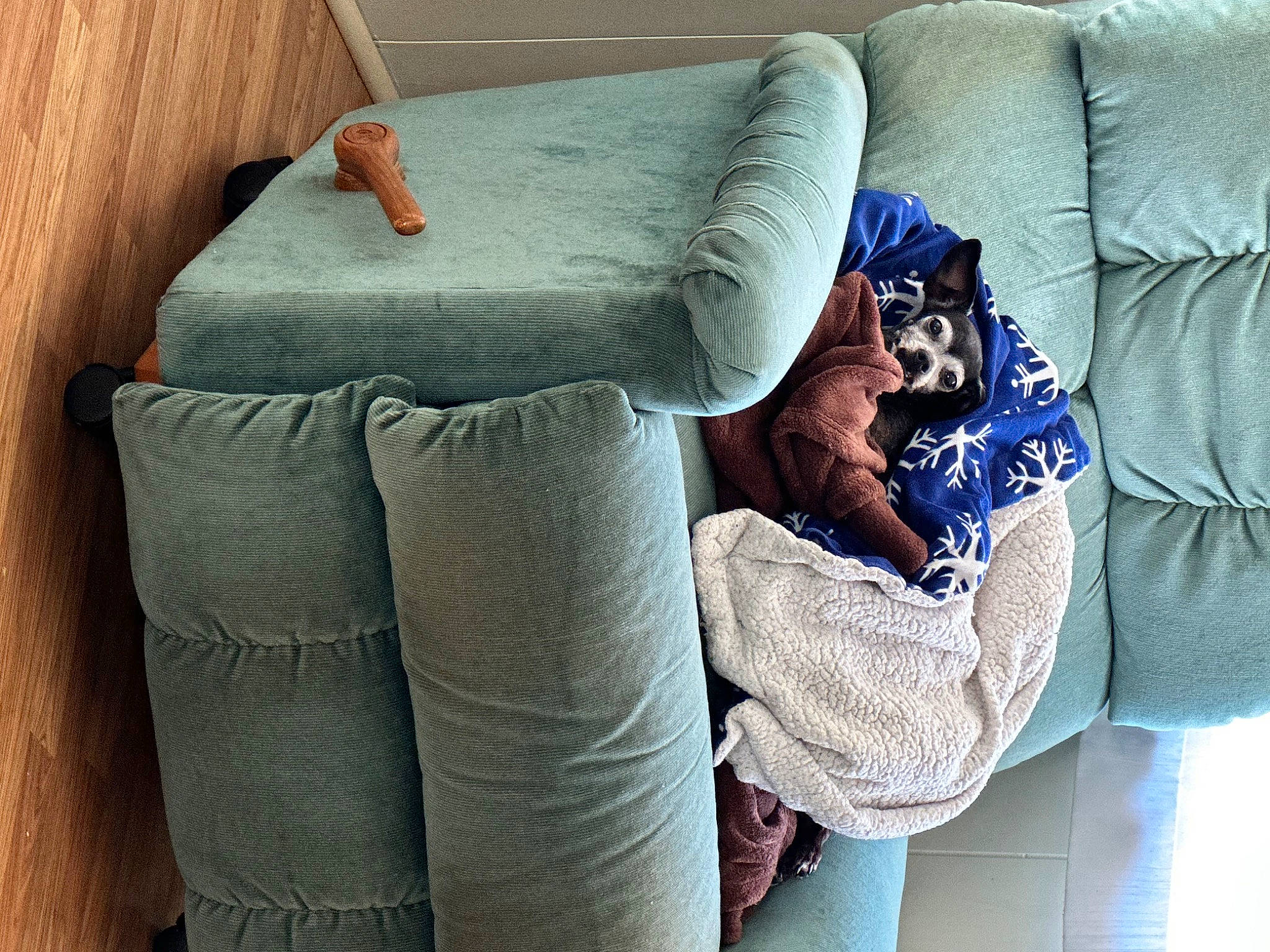 Emmie joined the competition — help win amazing prizes! azure, bedding, carnivore, comfort, companion_dog, couch, cushion, dog, electric_blue, felidae, grey, human_leg, linens, pillow, product, sofa_bed, studio_couch, textile, thigh, throw_pillow