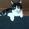 Shake is registered to the contest to win money with this photo: alert, animal, black_and_white, cat, ceiling_fan, close_up, curious, cute, domestic, ears, feline, fur, home, indoor, looking, paws, pet, resting, wall, whiskers