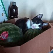 Shake is registered to the contest to win money with this photo: animal, background, black_and_white_cat, blur, bottle, cardboard_box, cat, closeup, container, domestic, feline, food, fruit, household, indoor, paper, pet, still_life, table, watermelon