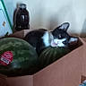 animal, background, black_and_white_cat, blur, bottle, cardboard_box, cat, closeup, container, domestic, feline, food, fruit, household, indoor, paper, pet, still_life, table, watermelon