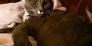 Zeppy is registered to the contest to win money with this photo: abyssinian, animal, architecture, armchair, building, cat, chair, couch, furniture, hardwood, homedecor, indoors, kitten, linen, livingroom, manx, pet, room, siamese, wood