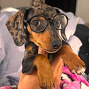 Sega joined the competition — help win amazing prizes! dog, puppy, dachshund, glasses, eyewear, brown, black, portrait, close_up, pet, cute, funny, being_held, paws, floppy_ears, short_hair, indoors, bed, blanket, cozy