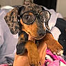 dog, puppy, dachshund, glasses, eyewear, brown, black, portrait, close_up, pet, cute, funny, being_held, paws, floppy_ears, short_hair, indoors, bed, blanket, cozy