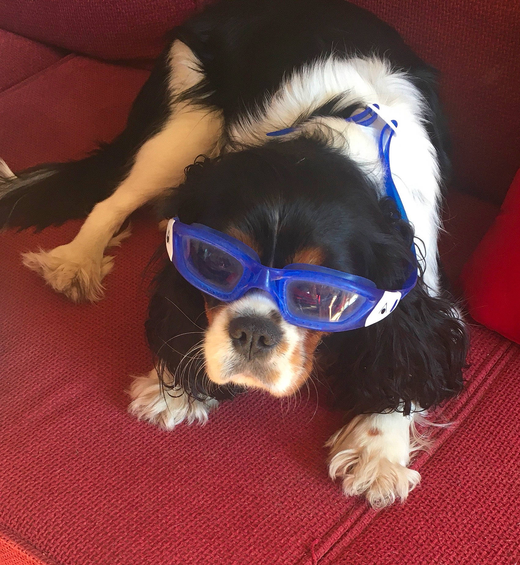 Opale participe au concours pour gagner de l'argent avec cette photo : carnivore, collar, companion_dog, dog, dog_breed, dog_clothes, dog_collar, dog_supply, ear, eyewear, glasses, goggles, head, personal_protective_equipment, snout, sunglasses, toy_dog, vision_care, whiskers, working_animal
