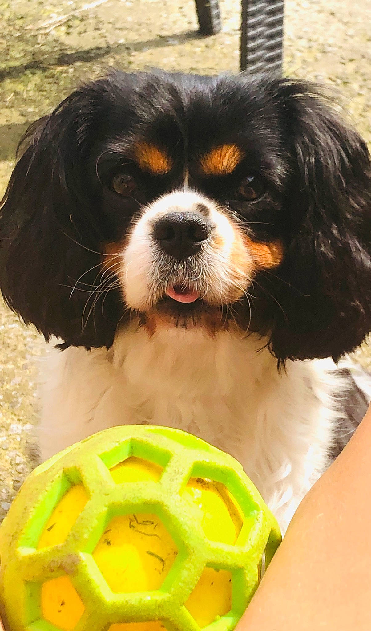 Opale participe au concours pour gagner de l'argent avec cette photo : canidae, carnivore, cavalier_king_charles_spaniel, comfort_food, companion_dog, dog, dog_breed, dog_supply, fur, grass, green, king_charles_spaniel, liver, snout, spaniel, sporting_group, terrestrial_animal, toy_dog, working_animal, working_dog