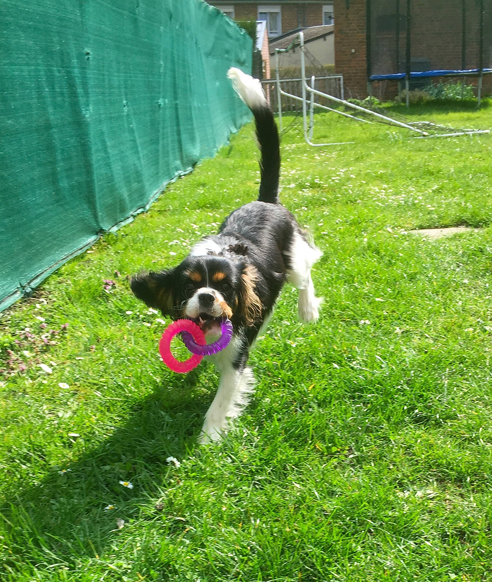 Opale a rejoint le concours — aidez-le/la à gagner de superbes lots ! building, canidae, carnivore, companion_dog, dog, dog_breed, fence, grass, groundcover, herding_dog, home_fencing, lawn, plant, shrub, sporting_group, tail, water_dog, working_animal, working_dog, yard