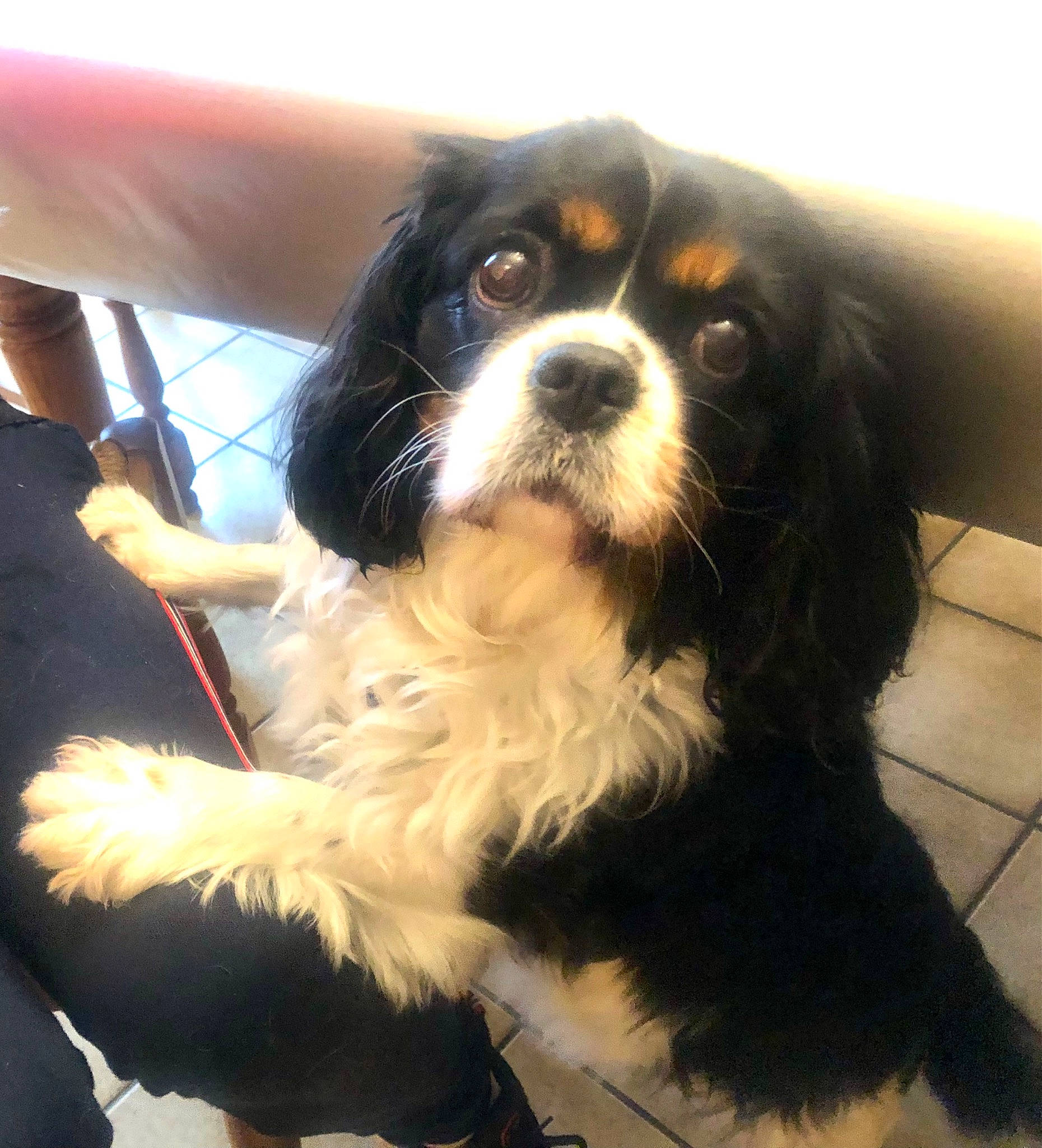 Opale a rejoint le concours — aidez-le/la à gagner de superbes lots ! bored, canidae, carnivore, cavalier_king_charles_spaniel, companion_dog, dog, dog_breed, fur, king_charles_spaniel, snout, sporting_group, terrestrial_animal, toy_dog, whiskers, working_animal, working_dog