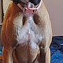 animal, black_muzzle, blue_blanket, boxer, brown_fur, canine, closeup, collar, cute, dog, domestic_animal, ears, four_legs, indoor, looking, pet, portrait, sitting, wrinkles, young_dog