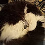 animal, black_and_white, cat, close_up, cozy, curled_up, cute, decorative_background, domestic, feline, fluffy, furry, indoor, nap, pattern, pet, relaxed, resting, sleeping, soft