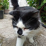 Karima Haif Khaif participe au concours pour gagner de l'argent avec cette photo : animal, black_and_white, cat, close_up, curious, daylight, domestic, feline, fur, garden, green_leaves, nature, outdoor, pet, potted_plants, sidewalk, stone_pathway, tail, walking, whiskers