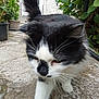 animal, black_and_white, cat, close_up, curious, daylight, domestic, feline, fur, garden, green_leaves, nature, outdoor, pet, potted_plants, sidewalk, stone_pathway, tail, walking, whiskers