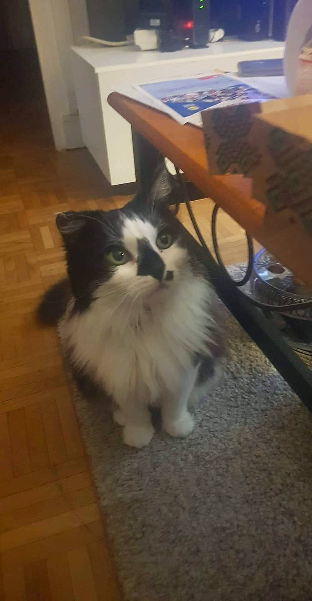 Gucci a rejoint le concours — aidez-le/la à gagner de superbes lots ! box, carnivore, cat, companion_dog, domestic_short_haired_cat, felidae, floor, flooring, fur, hardwood, human_leg, laminate_flooring, lap, small_to_medium_sized_cats, table, tableware, tail, whiskers, wood, wood_flooring