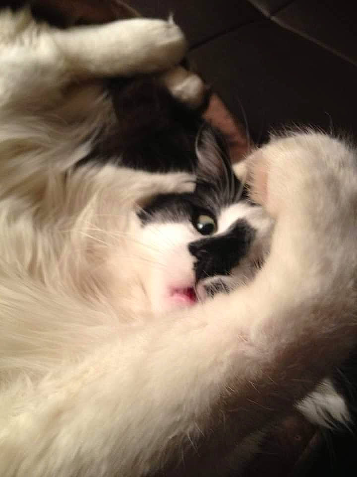 Gucci a rejoint le concours — aidez-le/la à gagner de superbes lots ! carnivore, cat, claw, close_up, cloud, comfort, darkness, dog_breed, fang, felidae, foot, fur, paw, plant, ragdoll, sky, small_to_medium_sized_cats, snout, tail, whiskers