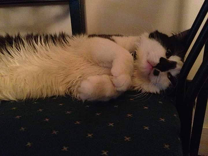 Gucci a rejoint le concours — aidez-le/la à gagner de superbes lots ! bed, carnivore, cat, chair, claw, comfort, companion_dog, domestic_short_haired_cat, fawn, felidae, flooring, fur, hardwood, nap, paw, small_to_medium_sized_cats, snout, tail, whiskers, wood