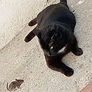 Fugee participe au concours pour gagner de l'argent avec cette photo : black_cat, cat, mouse, animal, predator, prey, curious, outdoor, concrete, texture, wall, sidewalk, doormat, small_animal, pet, nature, mammal, fur, whiskers, alert