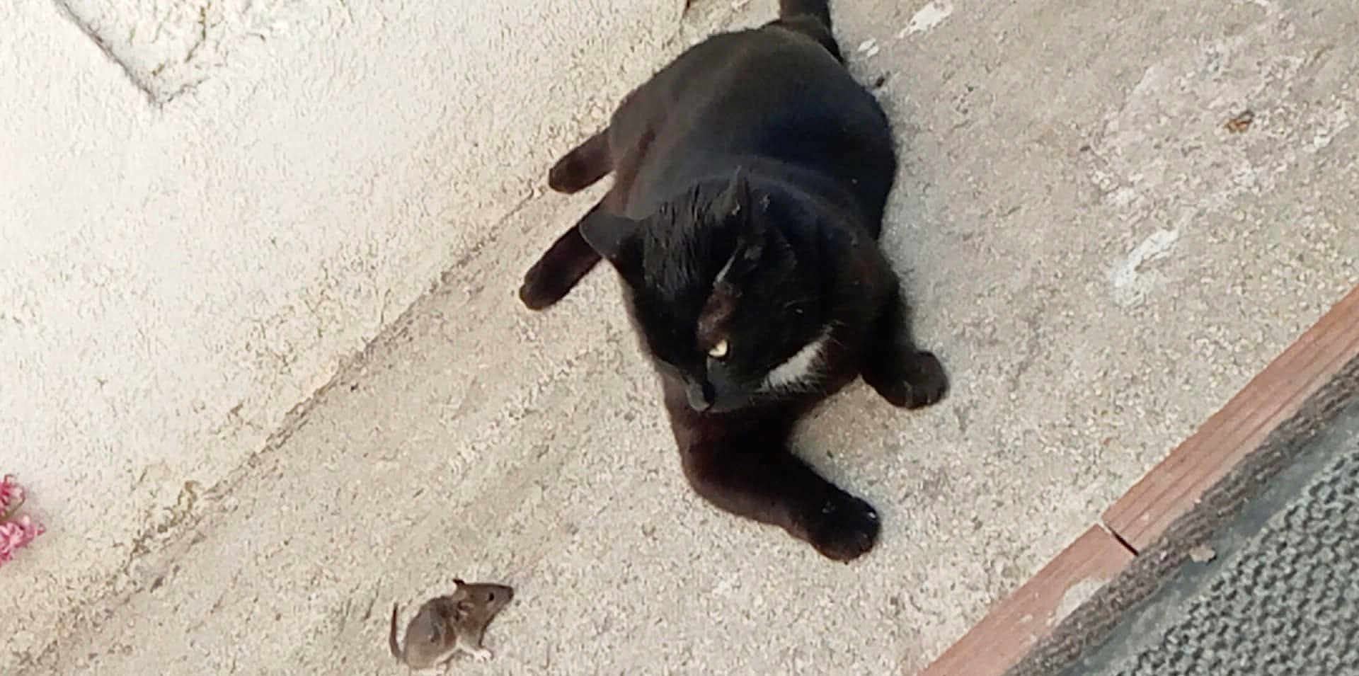 Fugee participe au concours pour gagner de l'argent avec cette photo : black_cat, cat, mouse, animal, predator, prey, curious, outdoor, concrete, texture, wall, sidewalk, doormat, small_animal, pet, nature, mammal, fur, whiskers, alert