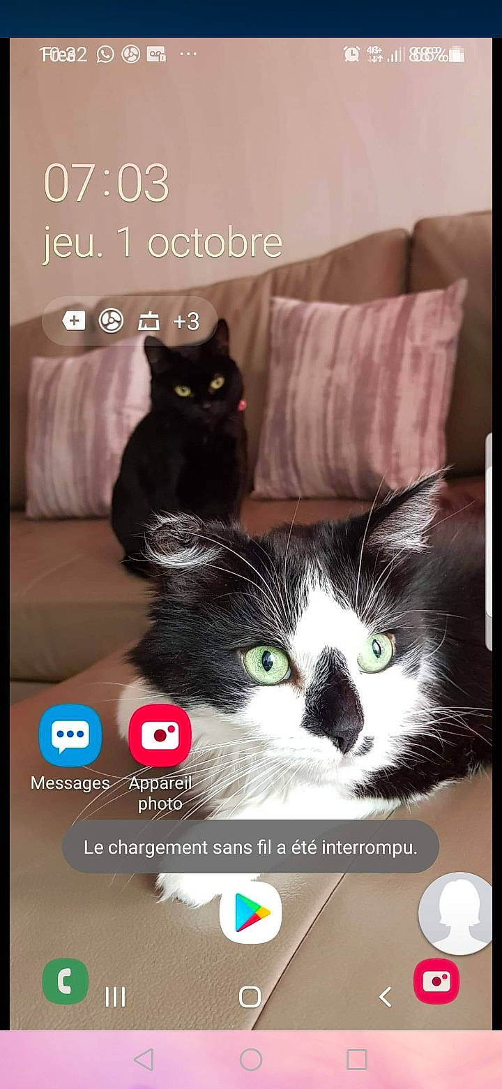 Black Mamba a rejoint le concours — aidez-le/la à gagner de superbes lots ! carnivore, cat, comfort, design, electronic_device, felidae, font, fur, light, mammal, photo_caption, photograph, rectangle, screenshot, small_to_medium_sized_cats, snapshot, technology, vertebrate, whiskers, white