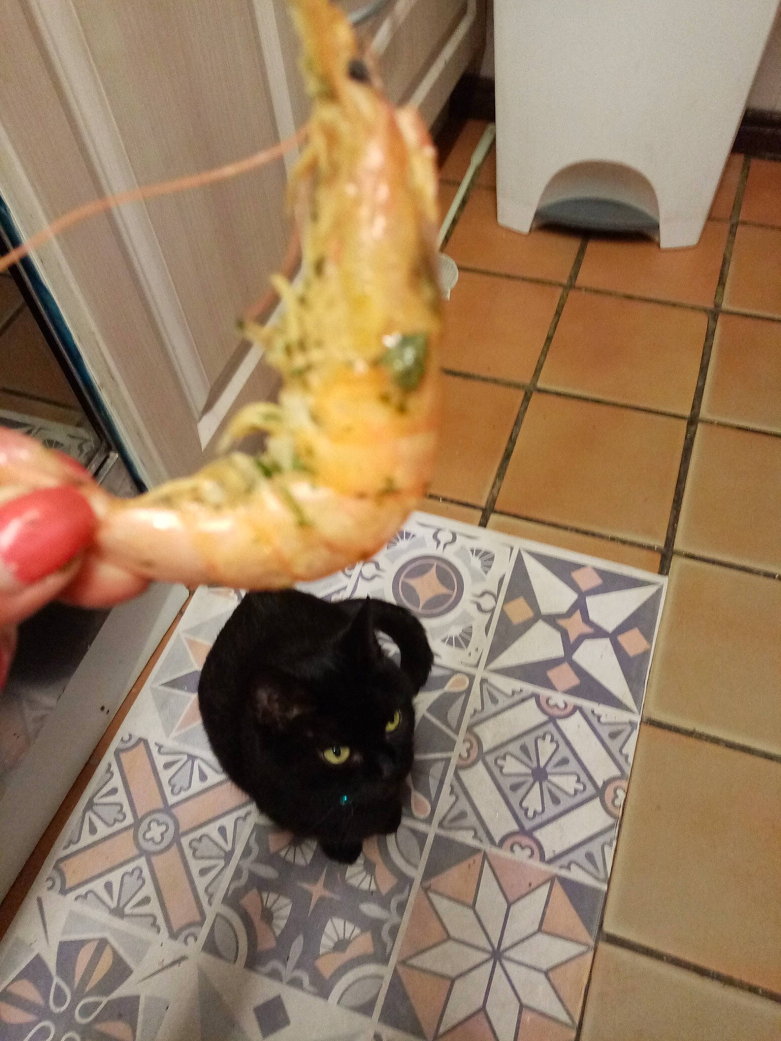 Black Mamba a rejoint le concours — aidez-le/la à gagner de superbes lots ! black_cat, carnivore, cat, claw, comfort_food, domestic_short_haired_cat, felidae, finger_food, flooring, food, foot, fur, ingredient, junk_food, nail, small_to_medium_sized_cats, snout, tail, terrestrial_animal, whiskers