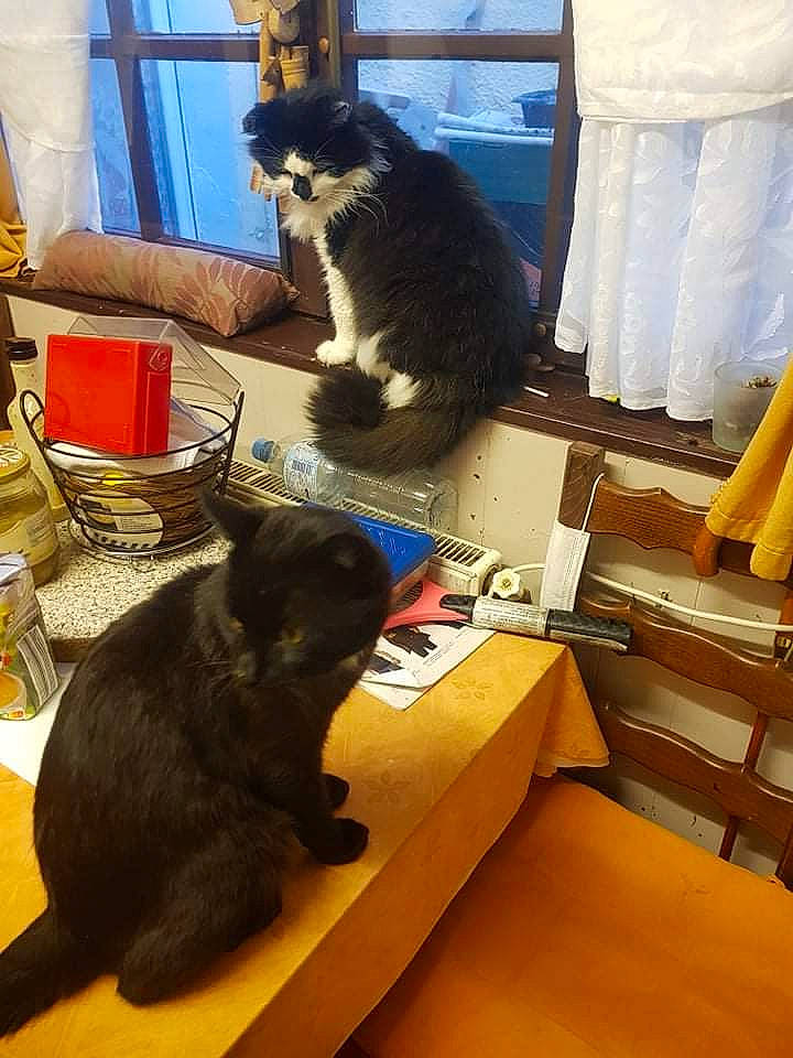 Black Mamba a rejoint le concours — aidez-le/la à gagner de superbes lots ! black_cat, bombay, carnivore, cat, felidae, floor, flooring, fur, glove, hardwood, mammal, room, small_to_medium_sized_cats, table, tail, vertebrate, whiskers, window, wood, yellow