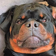 Aïko a rejoint le concours — aidez-le/la à gagner de superbes lots ! animal, black, canine, close_up, companion, cute, dog, ears, expression, face, fur, indoors, muzzle, pet, portrait, resting, rottweiler, sleepy, snout, tan