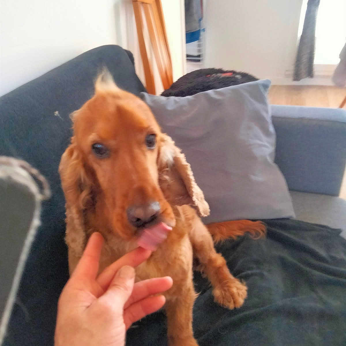 Al a rejoint le concours — aidez-le/la à gagner de superbes lots ! animal, blurred, brown, canine, couch, cozy, curtains, dog, domestic, finger, floor, furniture, hand, indoor, interior, licking, living_room, pet, pillow, wooden_chair