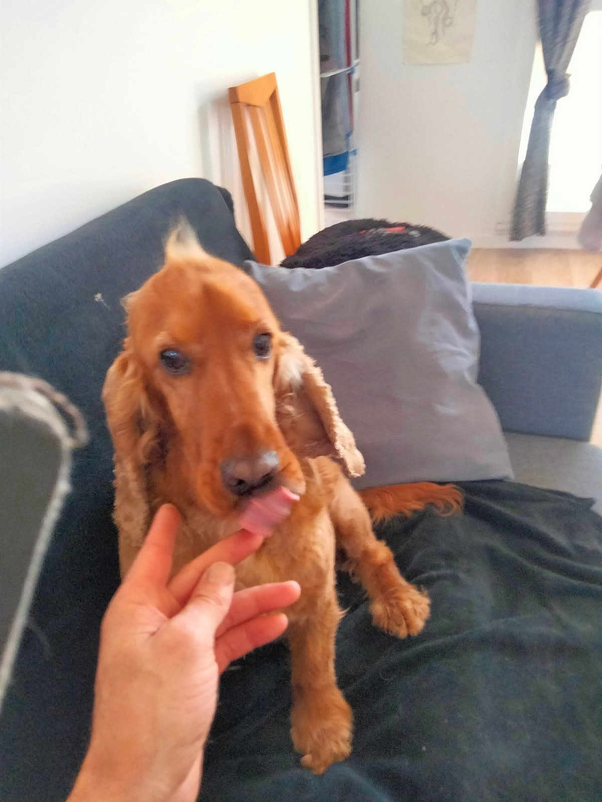 Al a rejoint le concours — aidez-le/la à gagner de superbes lots ! dog, couch, hand, finger, living_room, pillow, wooden_chair, curtains, floor, pet, licking, canine, furniture, domestic, interior, cozy, blurred, brown, indoor, animal