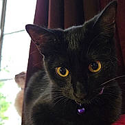 Nyx joined the competition — help win amazing prizes! cat, black_cat, feline, pet, close_up, yellow_eyes, whiskers, collar, bell, indoor, window, curtain, red_cushion, upholstery, portrait, macro, relaxed, gaze, ears, fur